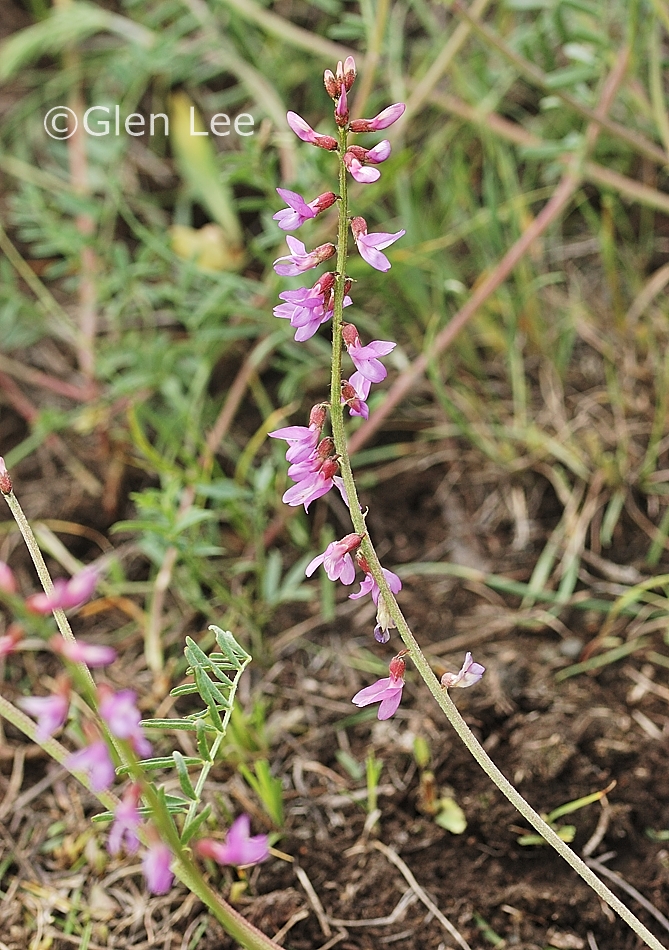 Astragalus flexuosus photos Saskatchewan Wildflowers